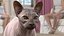 为 Maya 装配的深色奶油色 Sphynx 猫