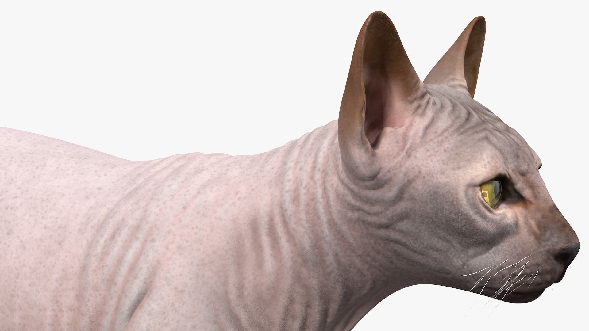 dark cream sphynx cat 3D model https://p.turbosquid.com/ts-thumb/nK/42DH3g/fMxr2xRD/darkcreamsphynxcatriggedvray3dmodel016/jpg/1606610270/1920x1080/fit_q87/f57b98d8d9b31cd018dcd0b8ed3aa477697c9c52/darkcreamsphynxcatriggedvray3dmodel016.jpg
