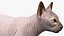为 Maya 装配的深色奶油色 Sphynx 猫