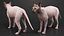 为 Maya 装配的深色奶油色 Sphynx 猫