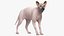 为 Maya 装配的深色奶油色 Sphynx 猫