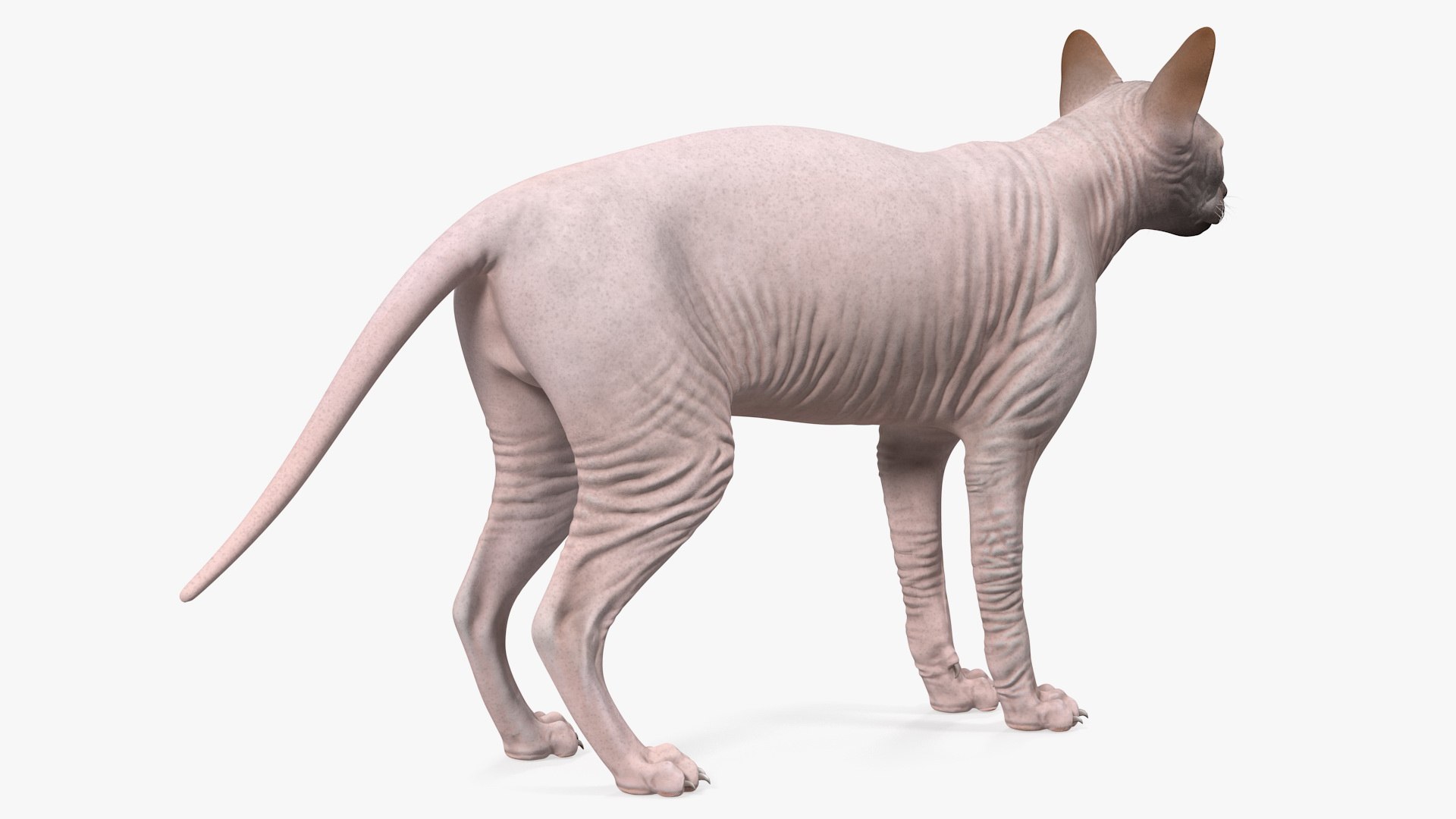 dark cream sphynx cat 3D model https://p.turbosquid.com/ts-thumb/nK/42DH3g/rmMed2Nk/darkcreamsphynxcatriggedvray3dmodel018/jpg/1606610295/1920x1080/fit_q87/5fbb3e446e7b631617552df69b22295d1cc2036c/darkcreamsphynxcatriggedvray3dmodel018.jpg
