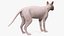 为 Maya 装配的深色奶油色 Sphynx 猫