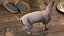 为 Maya 装配的深色奶油色 Sphynx 猫