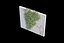 Ivy - Variation D