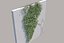 Ivy - Variation D