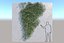 Ivy - Variation D
