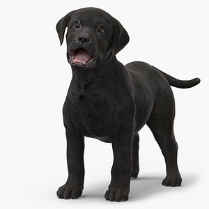 3D model Labrador Retriever Puppy Black Rigged for Cinema 4D
