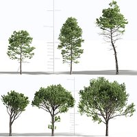Pinus pinaster 3D model