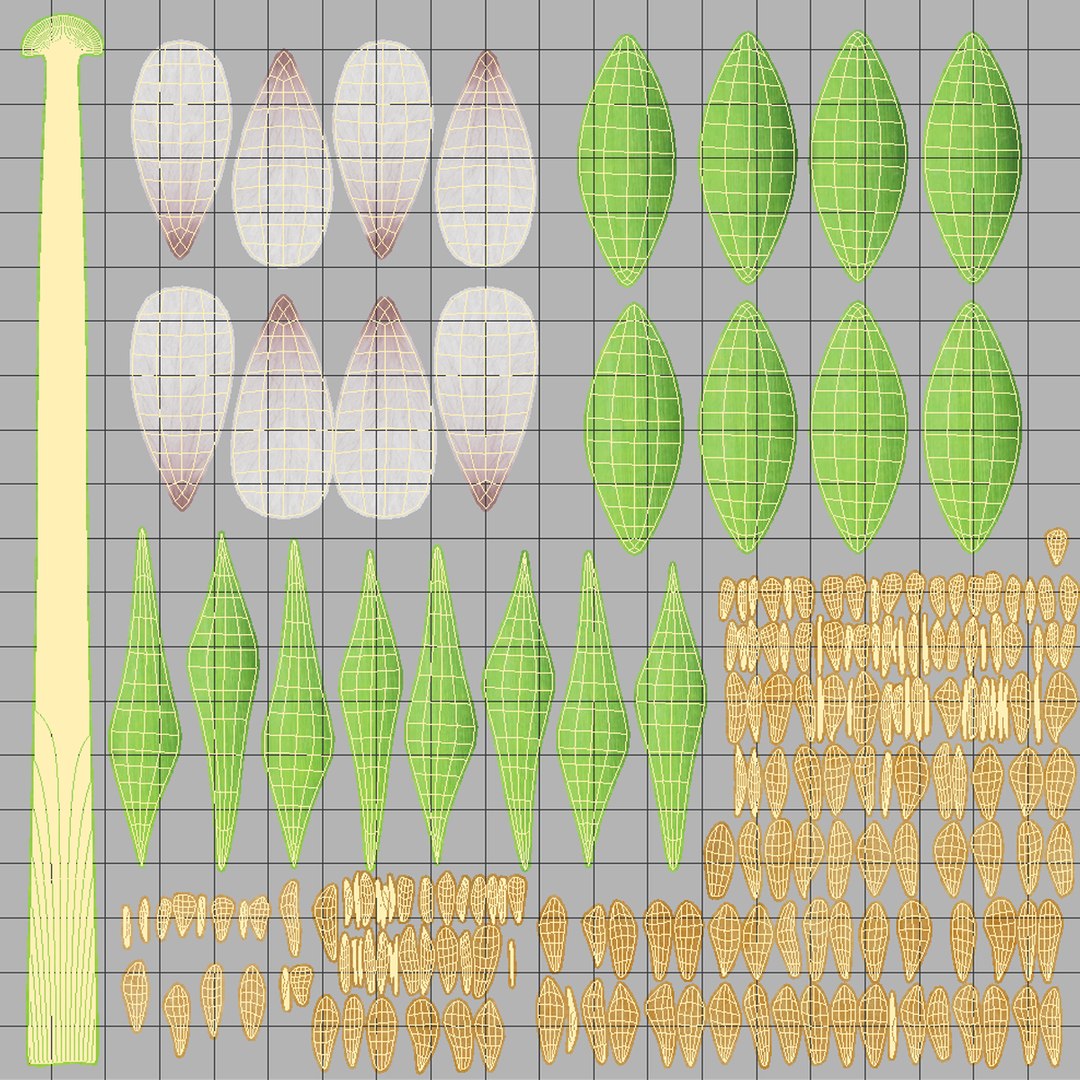 grass lightwave 2018 model https://p.turbosquid.com/ts-thumb/nK/WwlEMM/BBbeUldo/floweruv/png/1522828673/1920x1080/fit_q87/68bcbee548e5d11a567cece19667b64487073fff/floweruv.jpg