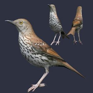 Brown Thrasher