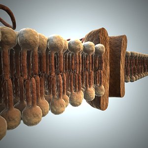 Cell membrane