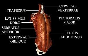 Human Thorax Medically accurate 3d Model with Muscles