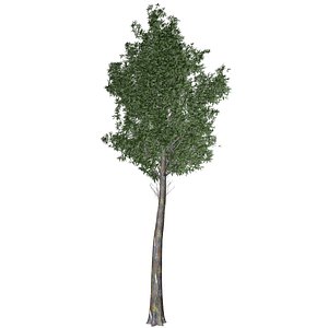 3D model Rainbow Gum Tree - 04 -