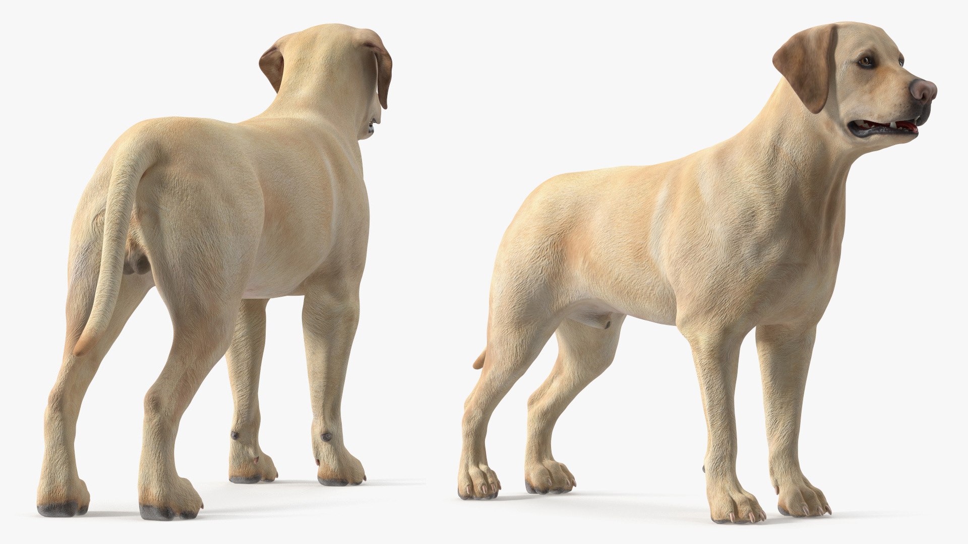 3D Labrador Dog Full Anatomy Structure And Skeleton - TurboSquid 2554905