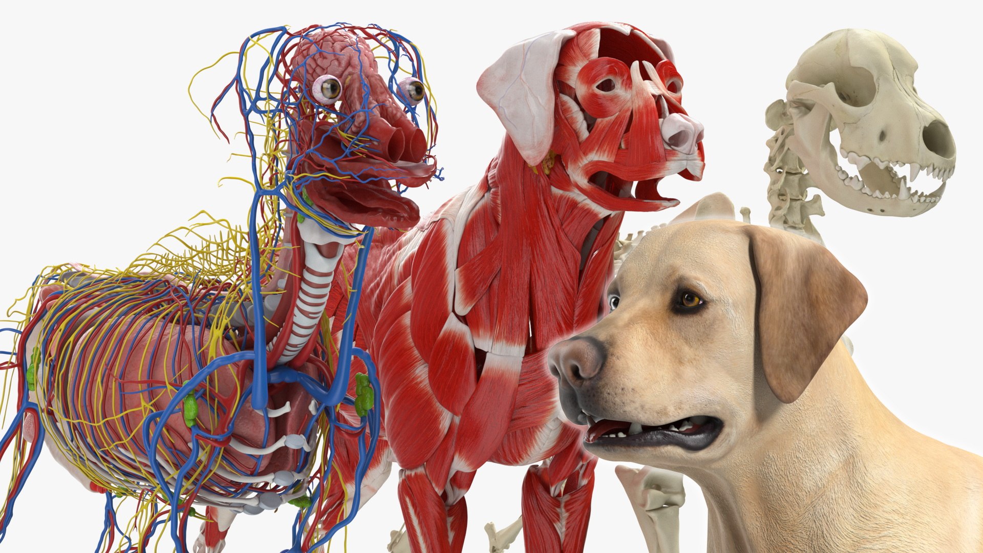 3D Labrador Dog Full Anatomy Structure And Skeleton - TurboSquid 2554905