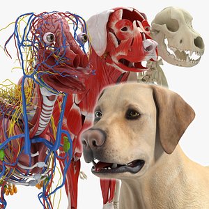 Labrador Dog Full Anatomy Structure and Skeleton