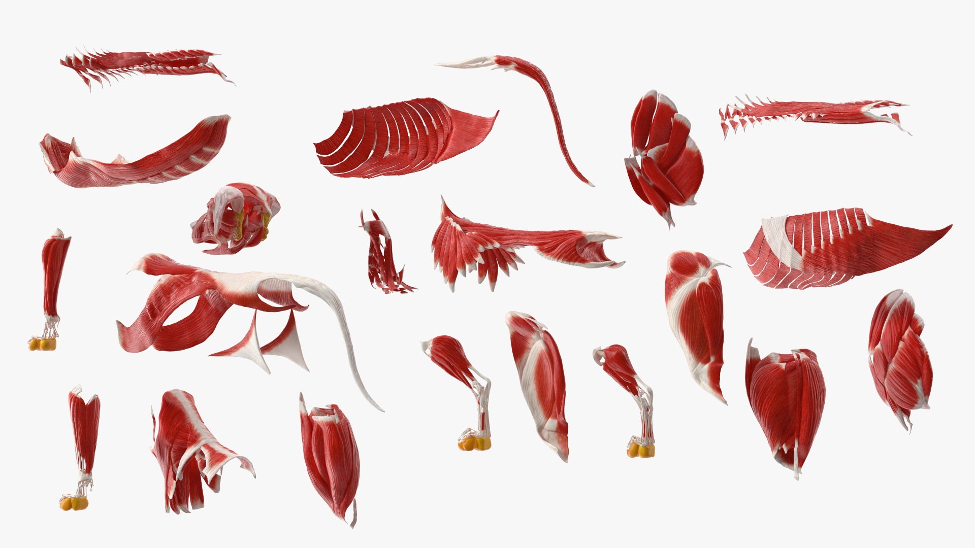 3D Labrador Dog Full Anatomy Structure And Skeleton - TurboSquid 2554905