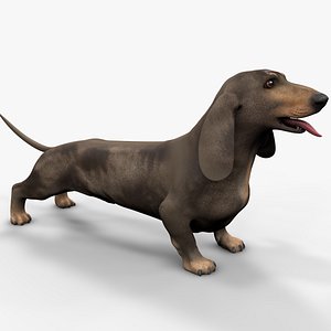 3D Dachshund Rigged L1798 model