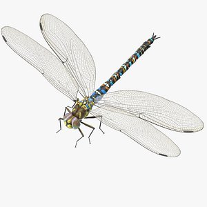 3d dragonfly rigged model