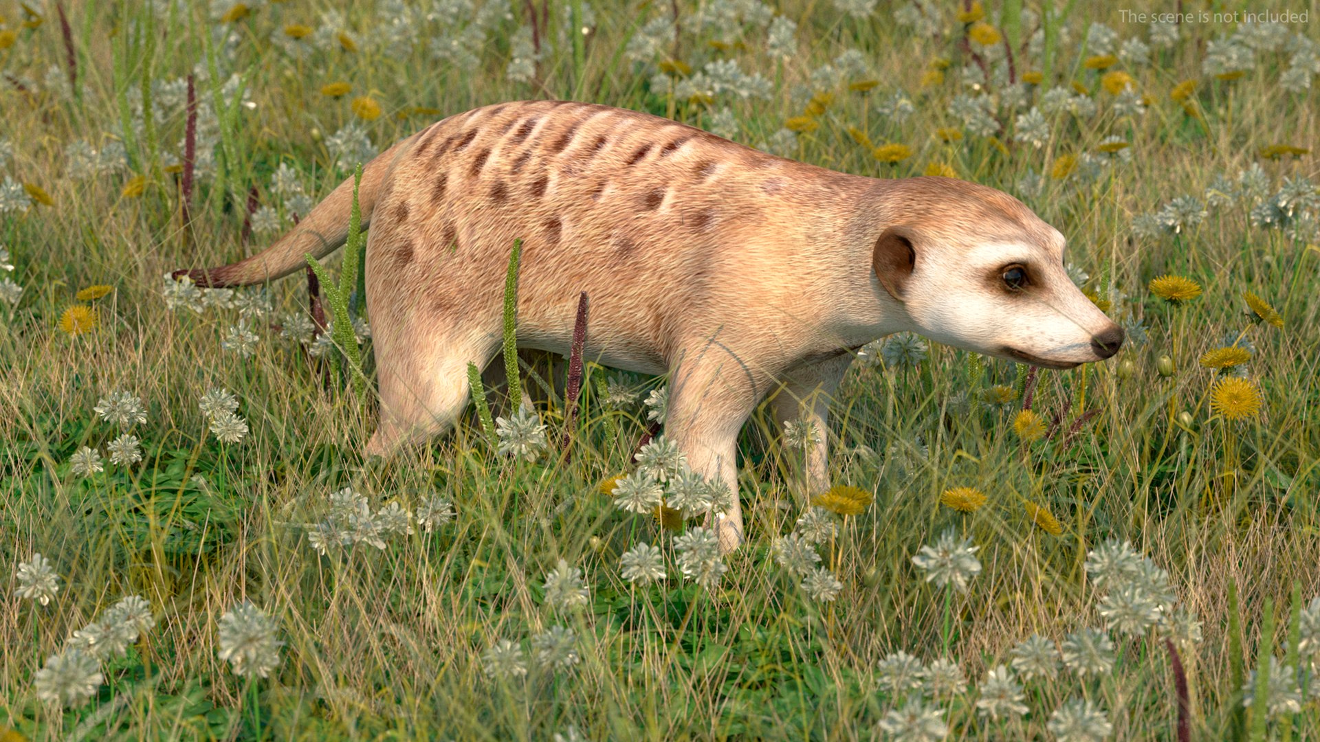 Meerkat Neutral Pose model https://p.turbosquid.com/ts-thumb/nL/QAlS0J/4x/meerkatneutralpose3dsmodel003/jpg/1656073680/1920x1080/fit_q87/16f1472d36484eb67dc970acaf624c5367a9129c/meerkatneutralpose3dsmodel003.jpg