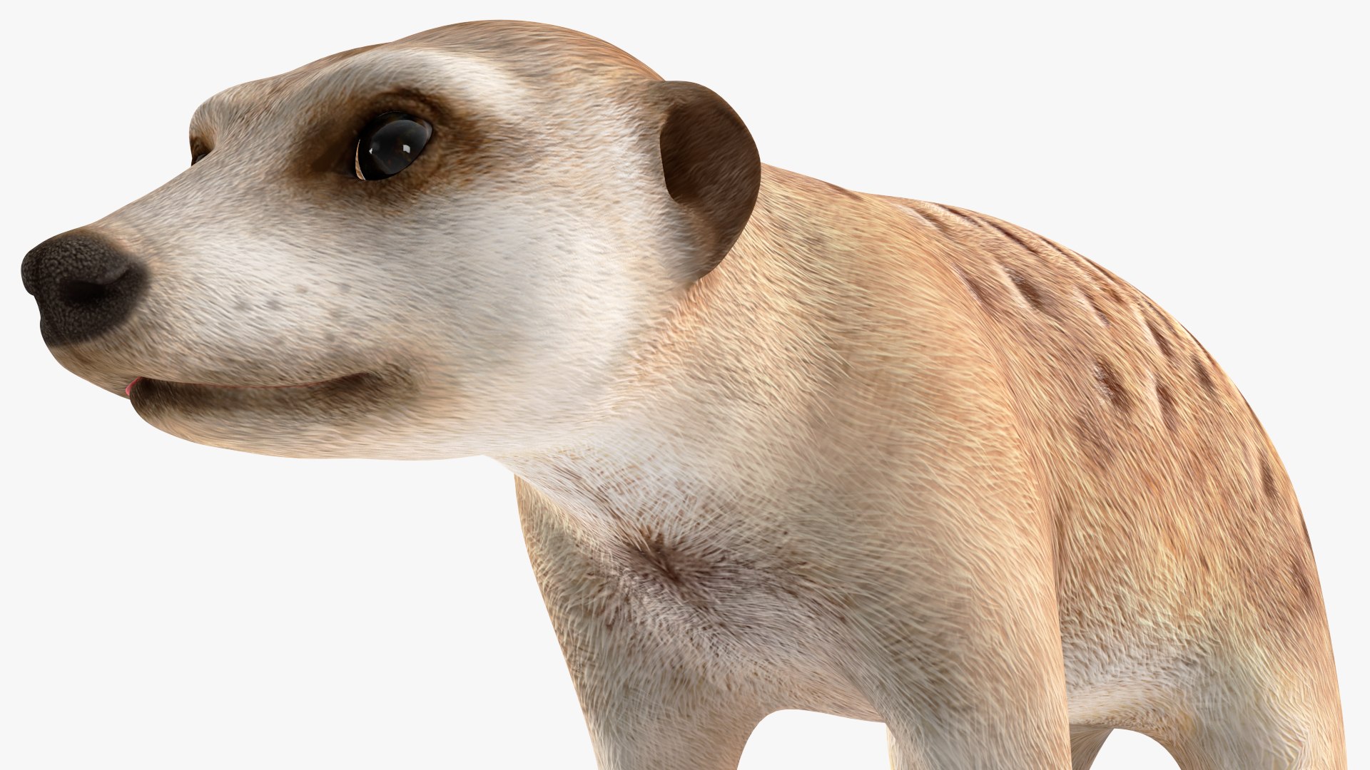 Meerkat Neutral Pose model https://p.turbosquid.com/ts-thumb/nL/QAlS0J/8Y/meerkatneutralpose3dsmodel015/jpg/1656073732/1920x1080/fit_q87/827833f8f8fa46df77b9bb6056e690438572eceb/meerkatneutralpose3dsmodel015.jpg