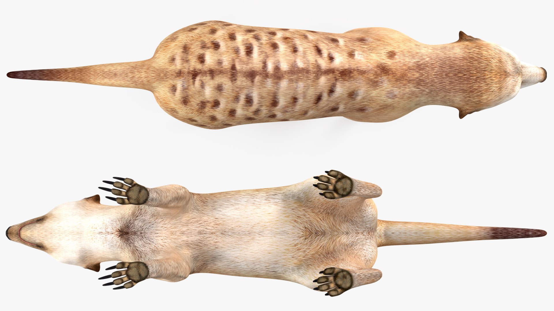 Meerkat Neutral Pose model https://p.turbosquid.com/ts-thumb/nL/QAlS0J/9K/meerkatneutralpose3dsmodel010/jpg/1656073712/1920x1080/fit_q87/4a4092c6a156587ff0b016f54b360c6afae2fe64/meerkatneutralpose3dsmodel010.jpg