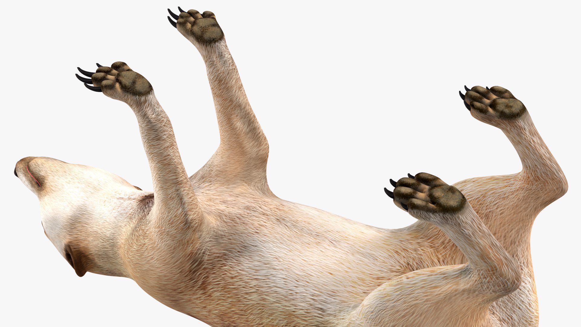 Meerkat Neutral Pose model https://p.turbosquid.com/ts-thumb/nL/QAlS0J/IN/meerkatneutralpose3dsmodel011/jpg/1656073715/1920x1080/fit_q87/e5cd7b97047367e63e63963b758613a39b7d0b28/meerkatneutralpose3dsmodel011.jpg