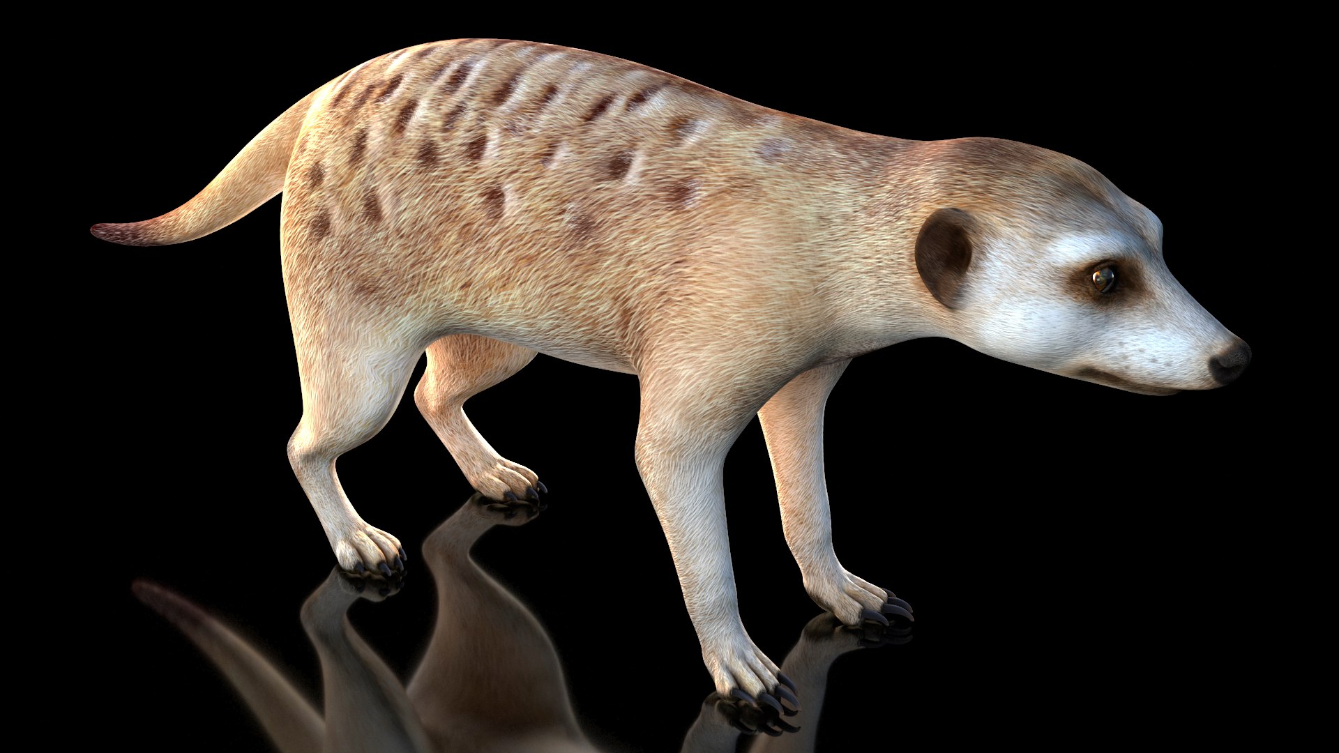 Meerkat Neutral Pose model https://p.turbosquid.com/ts-thumb/nL/QAlS0J/Rv/meerkatneutralpose3dsmodel002/jpg/1656073675/1920x1080/fit_q87/ed47a28d80a326414cd5e370304464bf3feacc42/meerkatneutralpose3dsmodel002.jpg