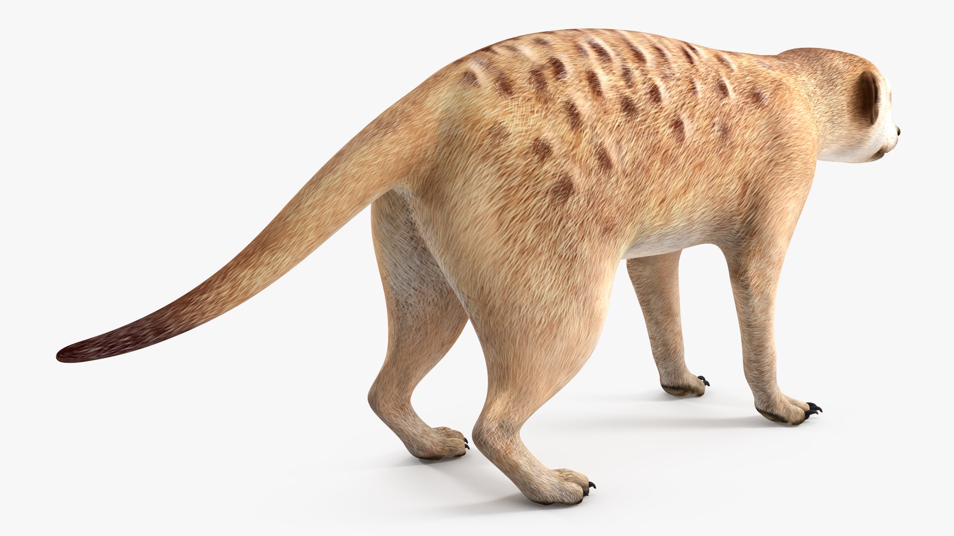 Meerkat Neutral Pose model https://p.turbosquid.com/ts-thumb/nL/QAlS0J/Ur/meerkatneutralpose3dsmodel008/jpg/1656073703/1920x1080/fit_q87/6de09a3a544dfdf6c835ee1b65122fa3d8234701/meerkatneutralpose3dsmodel008.jpg