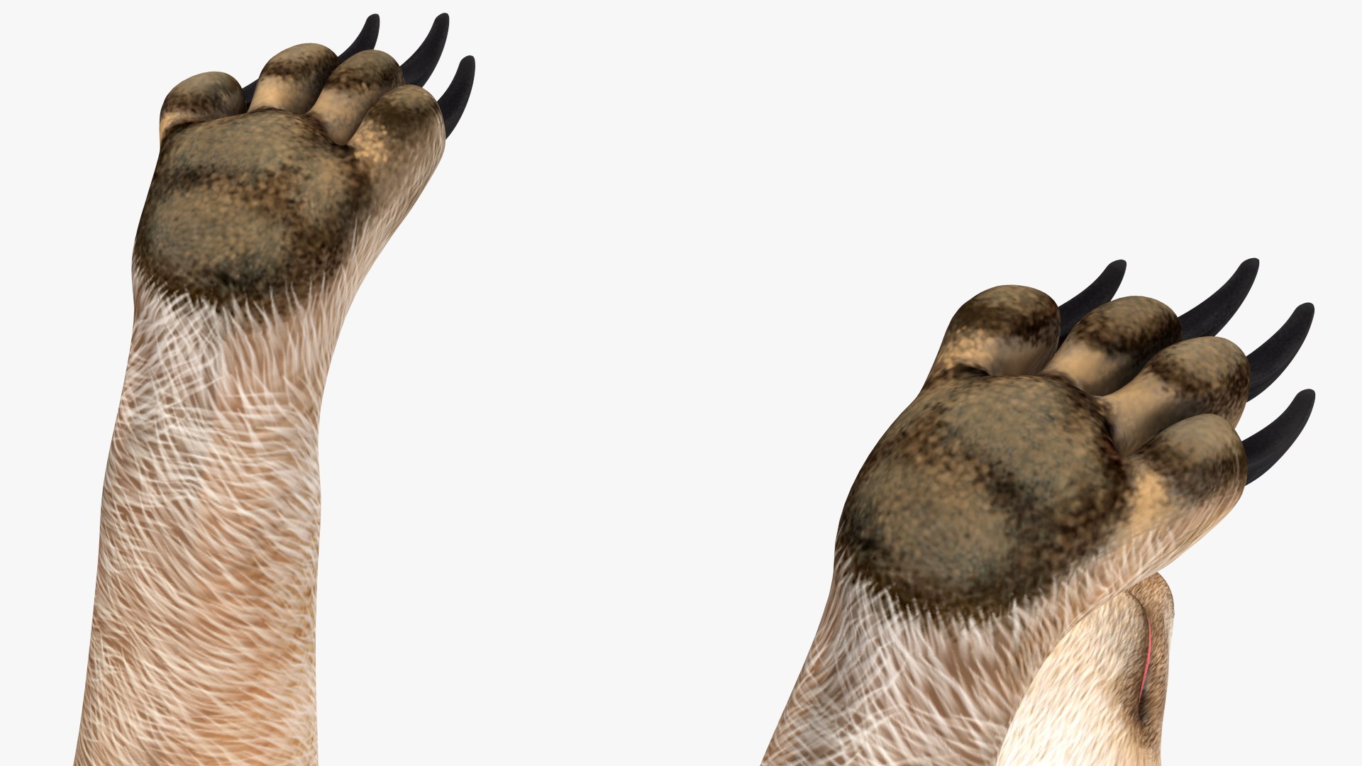 Meerkat Neutral Pose model https://p.turbosquid.com/ts-thumb/nL/QAlS0J/X2/meerkatneutralpose3dsmodel012/jpg/1656073720/1920x1080/fit_q87/2708f407fbe76846d63f38e13f34ec67599710c1/meerkatneutralpose3dsmodel012.jpg