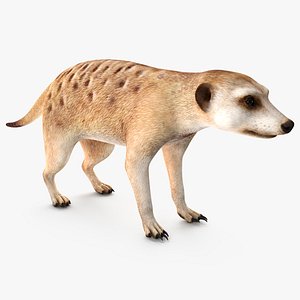 Meerkat Neutral Pose