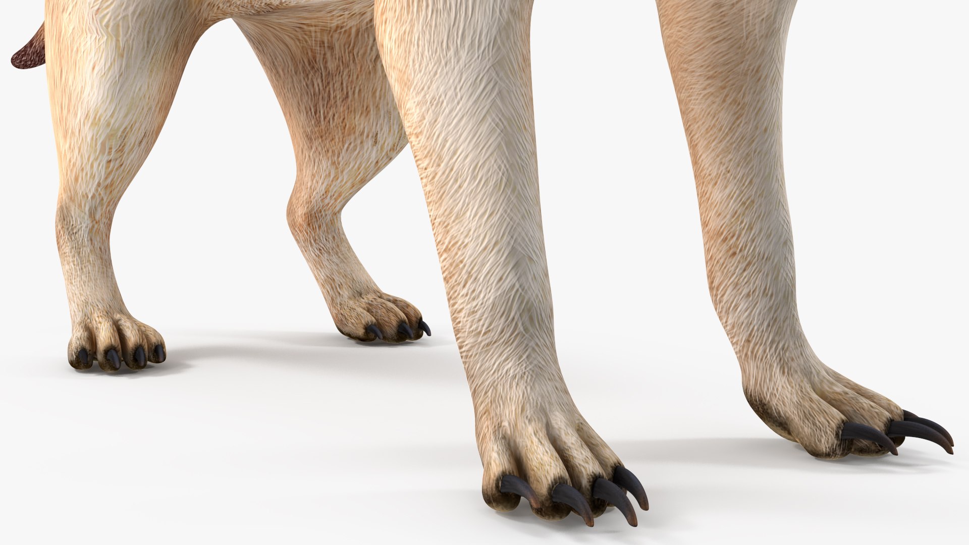 Meerkat Neutral Pose model https://p.turbosquid.com/ts-thumb/nL/QAlS0J/e4/meerkatneutralpose3dsmodel016/jpg/1656073736/1920x1080/fit_q87/7bb278ffbb7466c3bada6af02bb76b081abd3d38/meerkatneutralpose3dsmodel016.jpg
