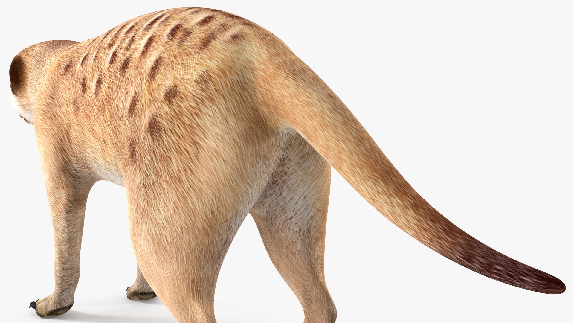 Meerkat Neutral Pose model https://p.turbosquid.com/ts-thumb/nL/QAlS0J/h0/meerkatneutralpose3dsmodel014/jpg/1656073728/1920x1080/fit_q87/981797d5b281a21bf171de2c4b6e3c60008cca0c/meerkatneutralpose3dsmodel014.jpg