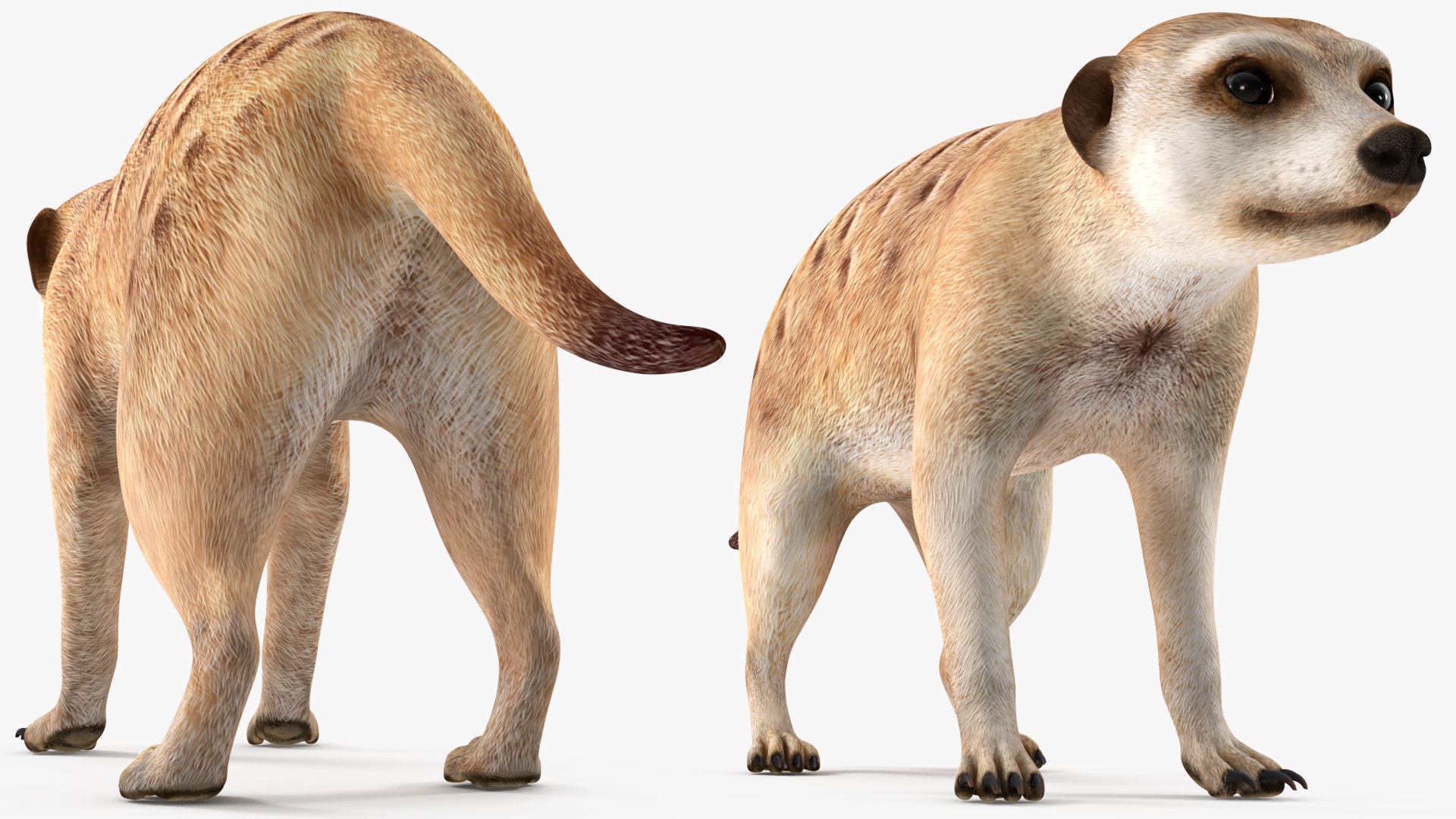 Meerkat Neutral Pose model https://p.turbosquid.com/ts-thumb/nL/QAlS0J/ij/meerkatneutralpose3dsmodel009/jpg/1656073708/1920x1080/fit_q87/8f94b32db94013ab7b65f3698dba6f26c4a4b29b/meerkatneutralpose3dsmodel009.jpg