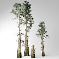 Bald cypress