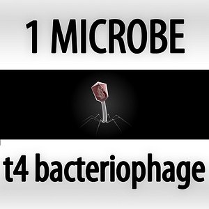 t4 - bacteriophage
