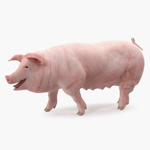 pig sow landrace walking 3D model