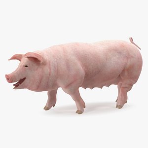 Pig Sow Landrace Walking Pose 3D Model