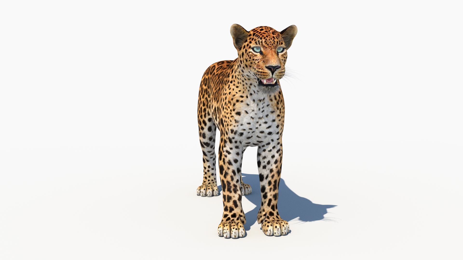 3D model Rigged Sri Lankan Leopard 3D Model - TurboSquid 2096213