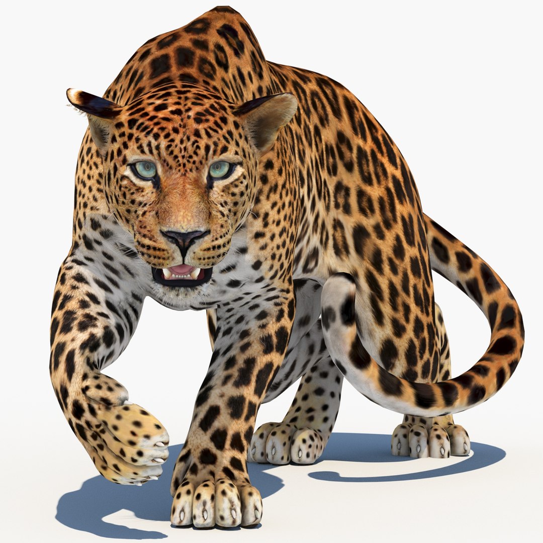 3D model Rigged Sri Lankan Leopard 3D Model - TurboSquid 2096213