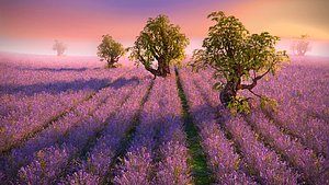 lavender field hd 3D model