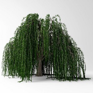 3d Tree Weeping Willow