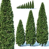 Thuya occidentalis # 2 Smaragd 10 sizes