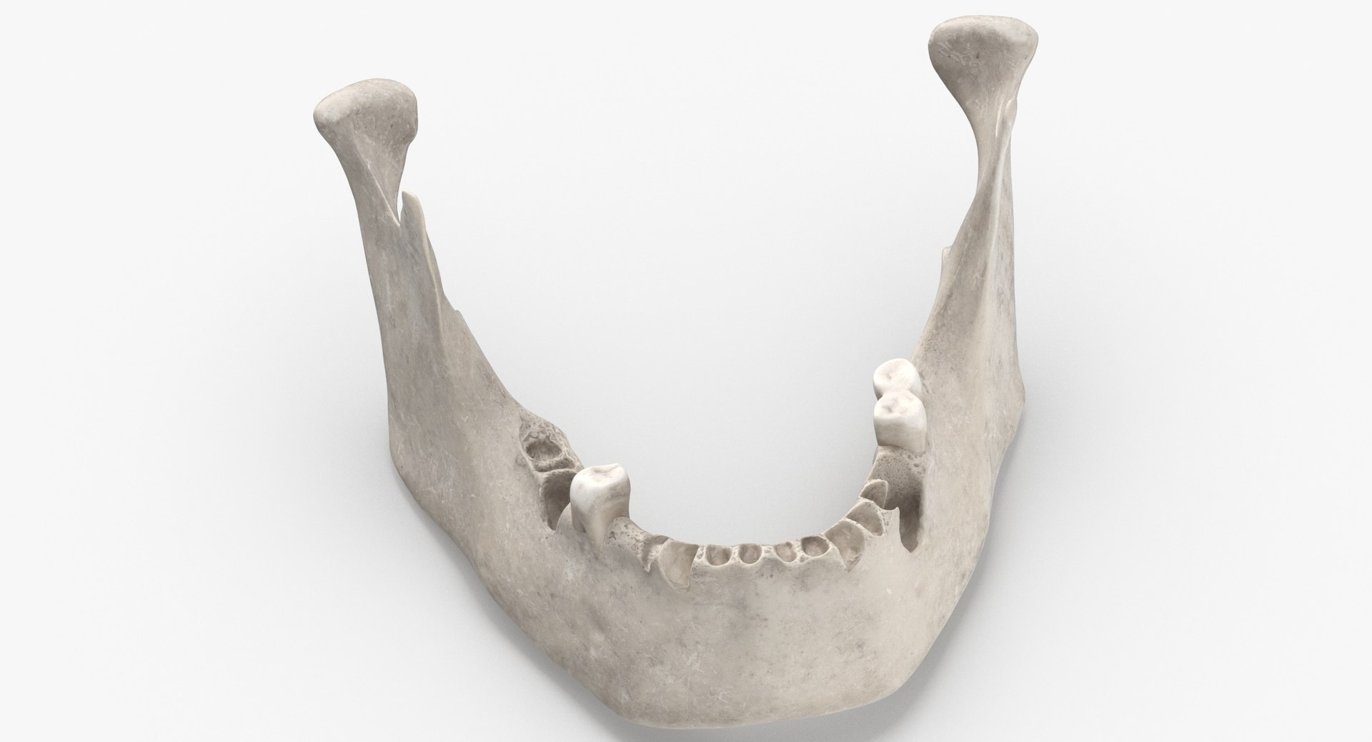 Human Jawbone Mandible 02 3D Model - TurboSquid 1547302