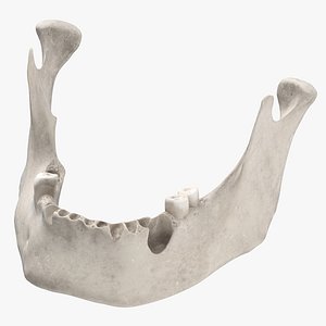Real Human Jawbone Mandible 02 White