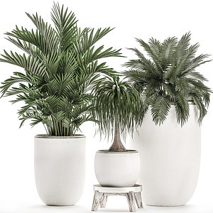 Decorative plants in a white flowerpot for decor and interior design 503