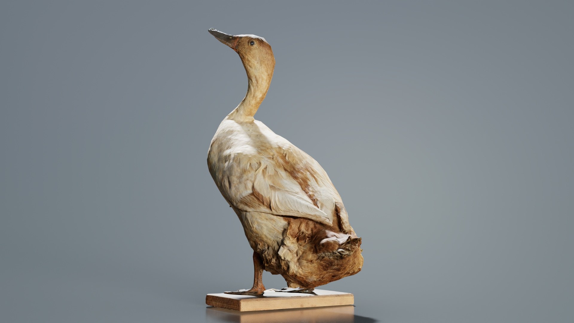 Duck Remastered 3D model https://p.turbosquid.com/ts-thumb/nM/74QJgF/K2/duck_02/jpg/1740064165/1920x1080/fit_q87/8033359b917d44e658068a5dbbafb1bfde50df03/duck_02.jpg