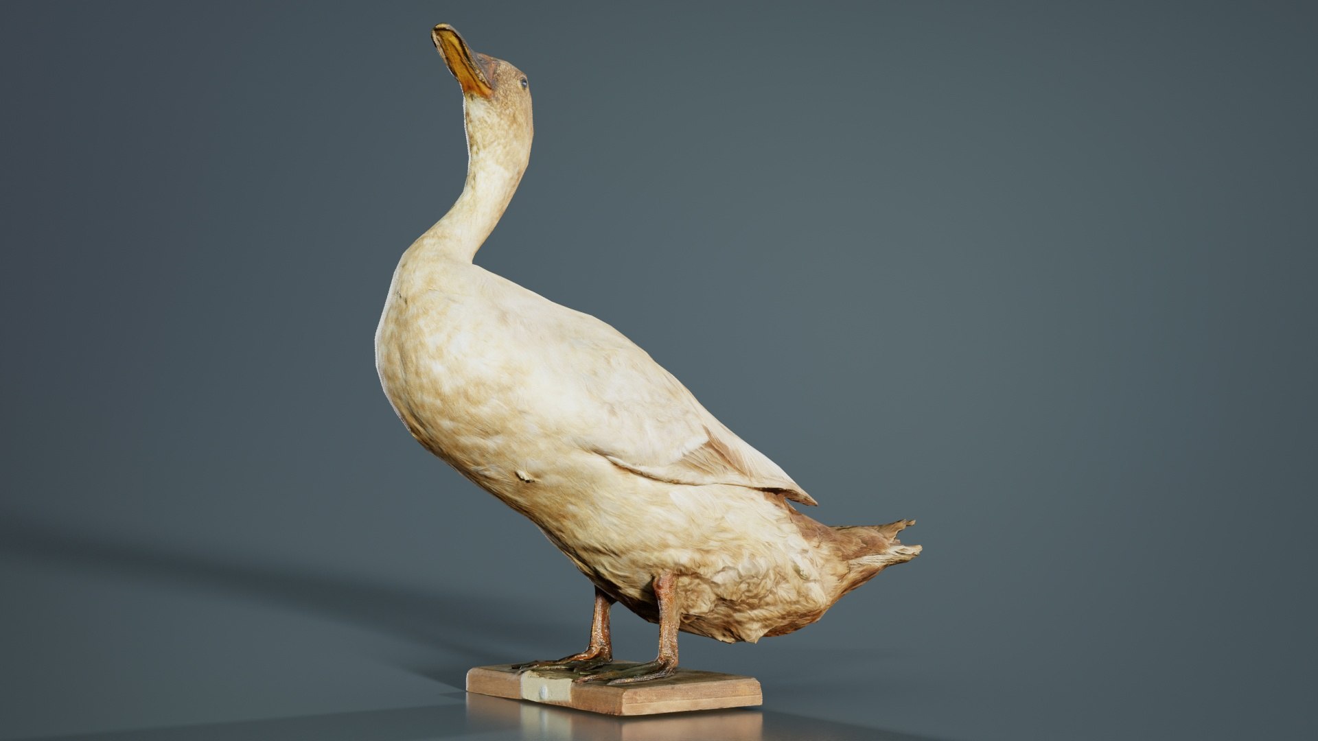 Duck Remastered 3D model https://p.turbosquid.com/ts-thumb/nM/74QJgF/LD/duck_05/jpg/1740064173/1920x1080/fit_q87/60c5981becd2286dbc7fa0b17f73285f452c51e8/duck_05.jpg