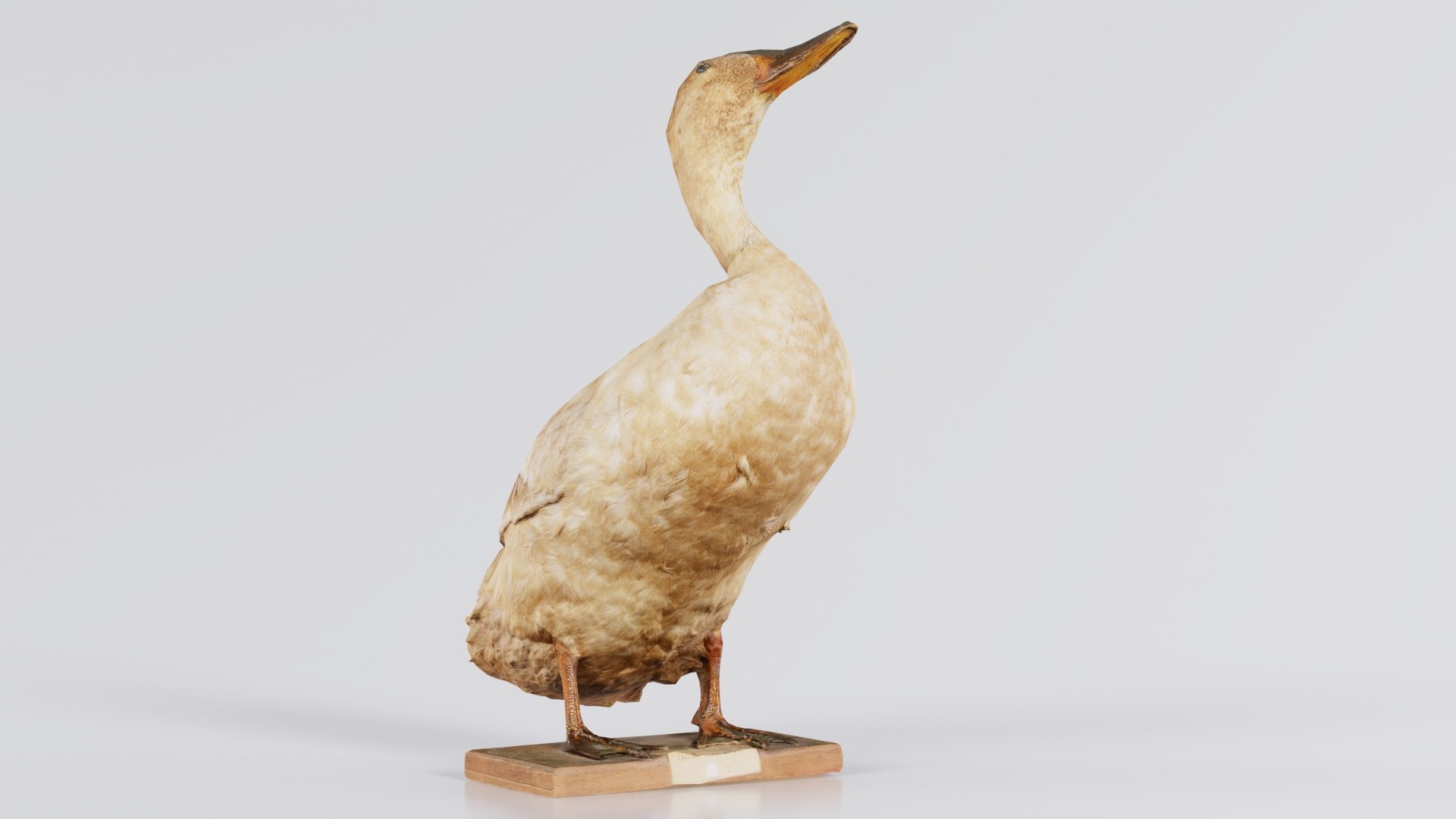 Duck Remastered 3D model https://p.turbosquid.com/ts-thumb/nM/74QJgF/PQ/duck_06/jpg/1740064175/1920x1080/fit_q87/6241704be40377c93b08d780bf70e40136844af3/duck_06.jpg